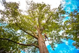 Best Pest Control for Lawns  in El Cerrito, CA
