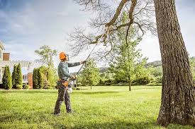 Best Tree Removal  in El Cerrito, CA