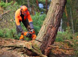 Best Aeration Services  in El Cerrito, CA