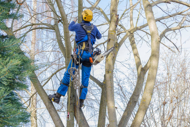 Best Stump Grinding and Removal  in El Cerrito, CA