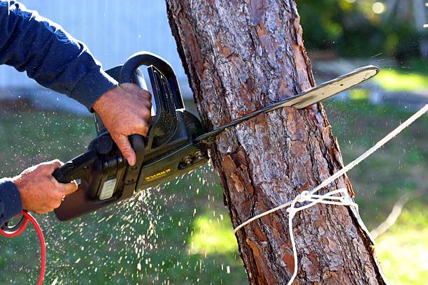 Best Tree Maintenance Programs  in El Cerrito, CA