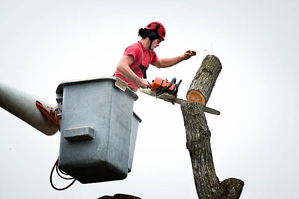 Professional Tree Care in El Cerrito, CA
