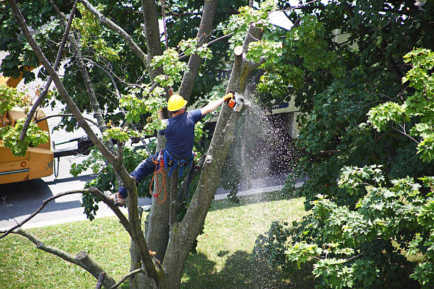 How Our Tree Care Process Works  in  El Cerrito, CA