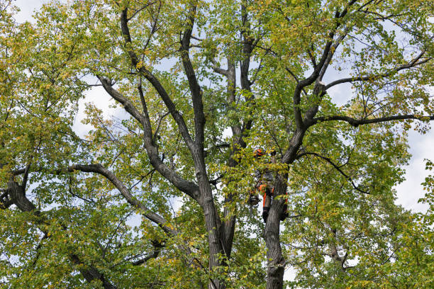 Best Tree Disease Treatment  in El Cerrito, CA